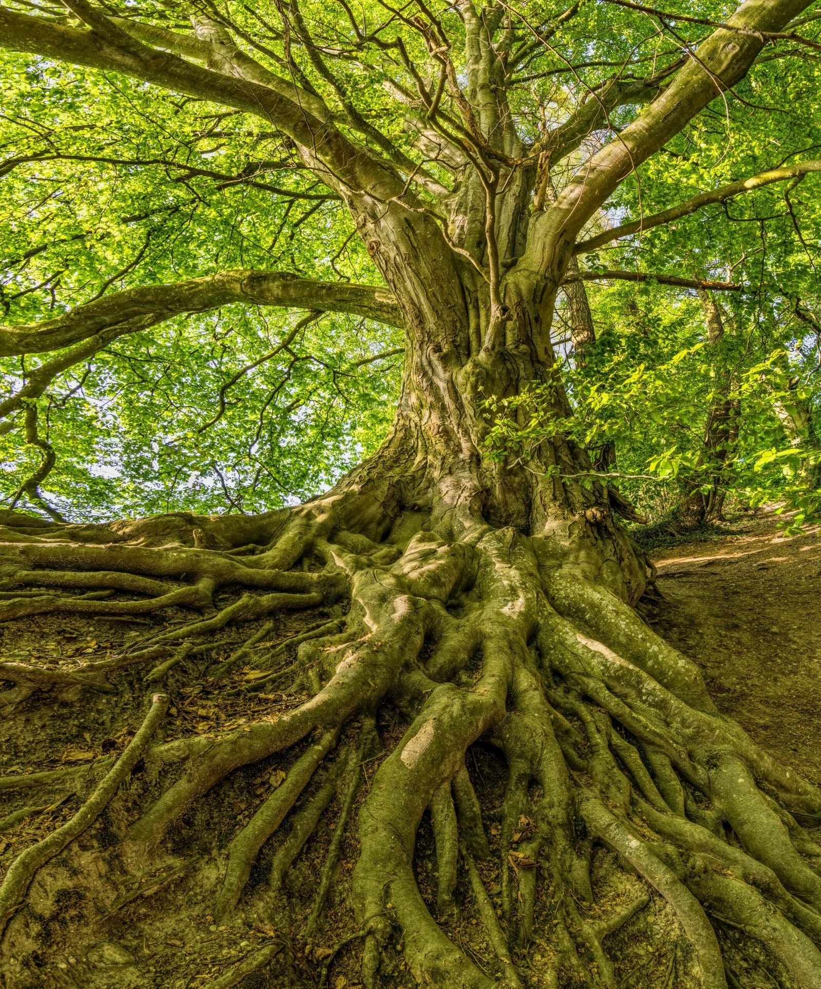 Captured in summer, a grand tree with sprawling roots offers a serene natural landscape.